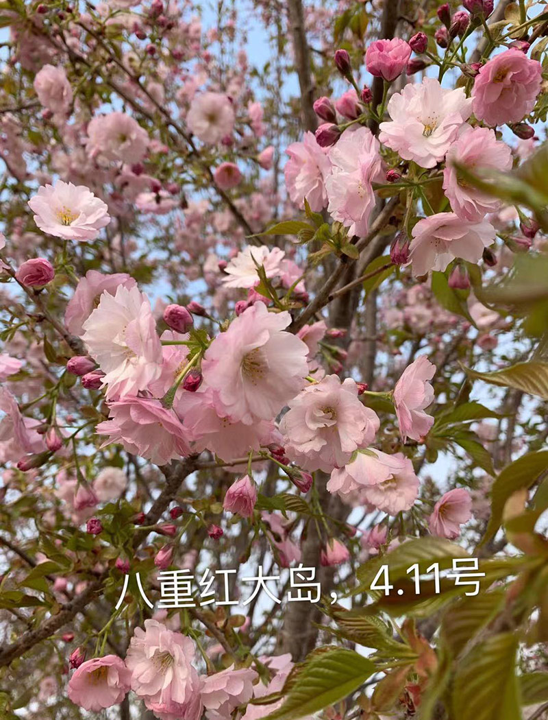 八重紅大島櫻花